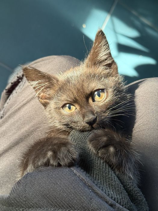 Котенок ищет семью