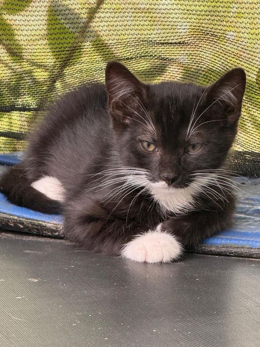 Adoptie pui pisica in jud Constanta