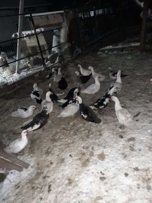 Vând rațe, rățoi, cocoși si iepuri.