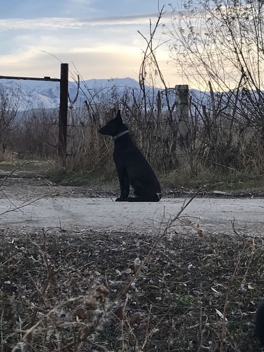 чисто кровный малинуа