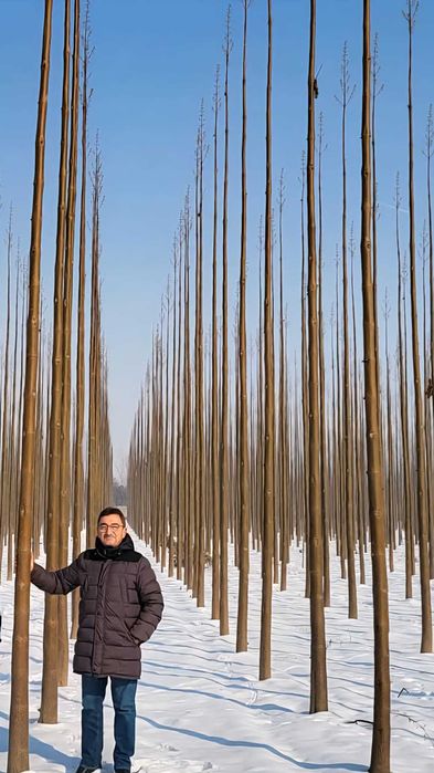 Пауловния БГ ООД   фиданки Shan Tong – промо пакети и коренови резници