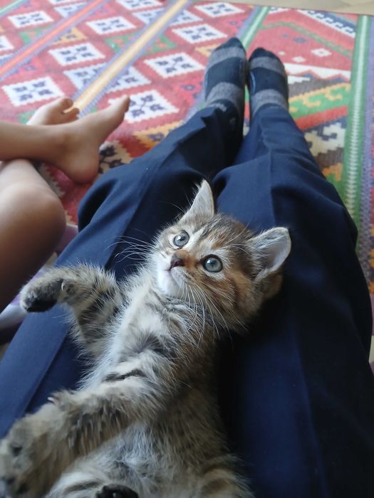 Котёнок 2 месяц рыже-серая