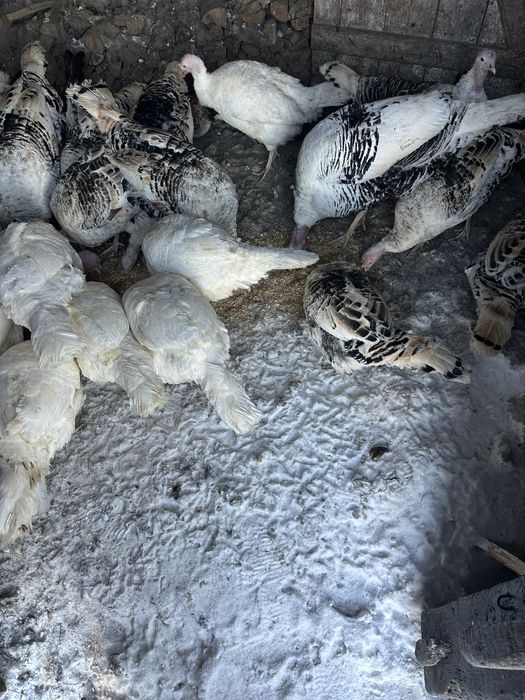 Индюки на развидение