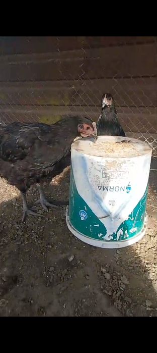 Тауық қораз сатылады