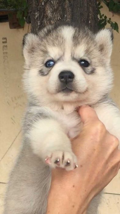 Наимелейшая серебристая девочка хаски