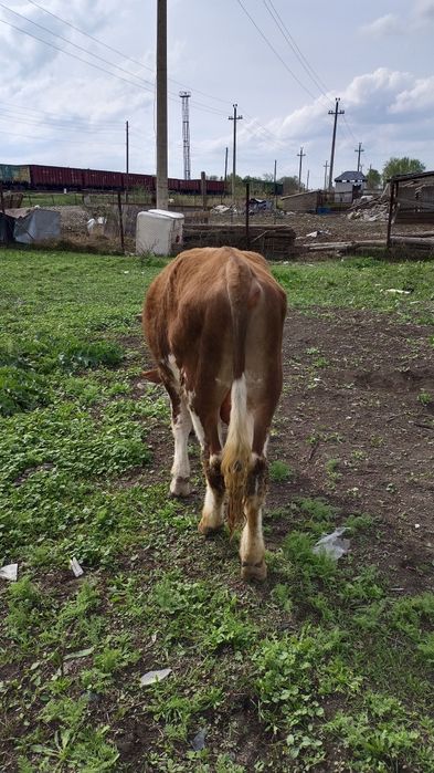 Екі өгізше сатылады.