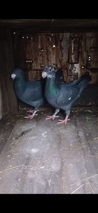 Se vând 2 masculi voiajori germani