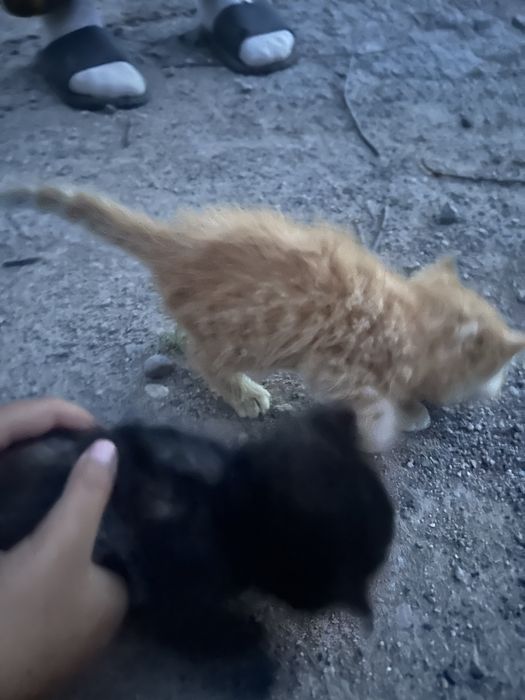 Отдам кошку в доьрые ручки