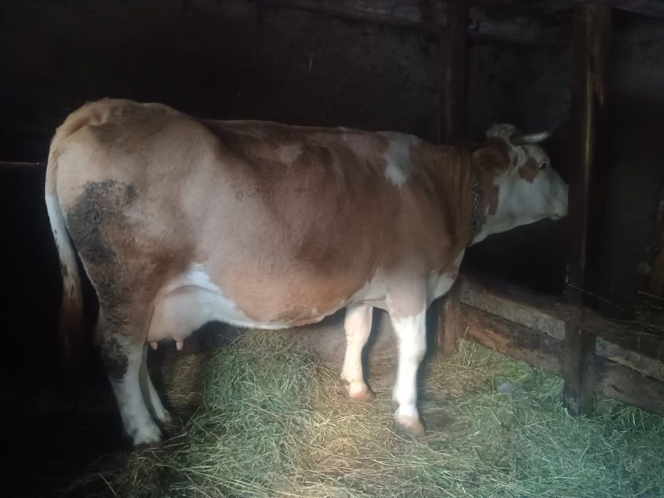 Vând vaca de 6 ani gestanta de 6 luni cu 13 litri de lapte la zi
