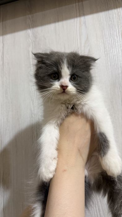 Продается котята
