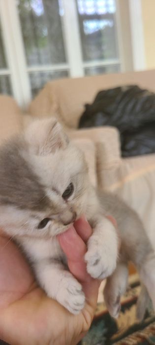 Serebritskiy shinshila mushugimiz sotiladi