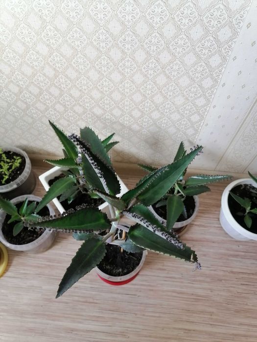 Каланхоэ лечебный