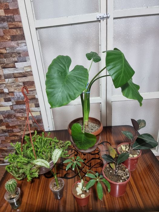 Цена за все 7 шт Хона гуллари Комнатных цветок
Юнусобод 17-кварт