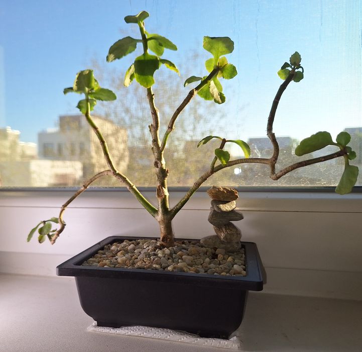 Vand bonsai Crassula