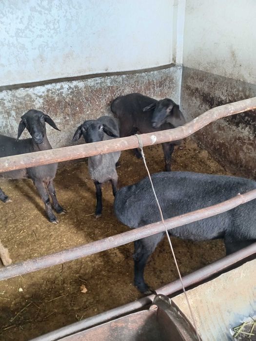 Совлик куйлар сотилади