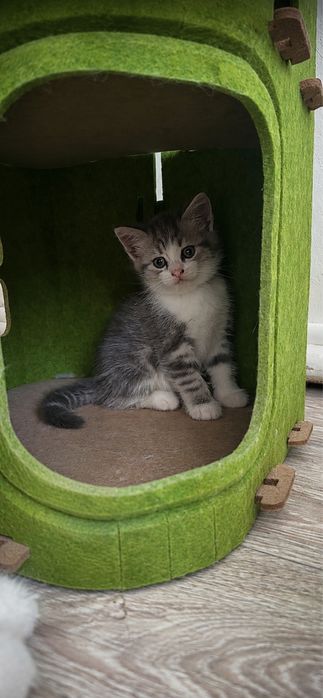 Котятки ищую новый дом
