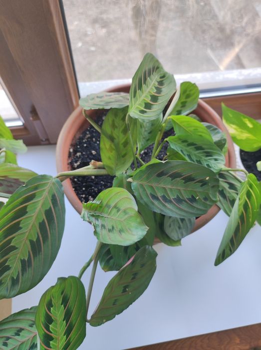 Цаеты Намазхан цветы