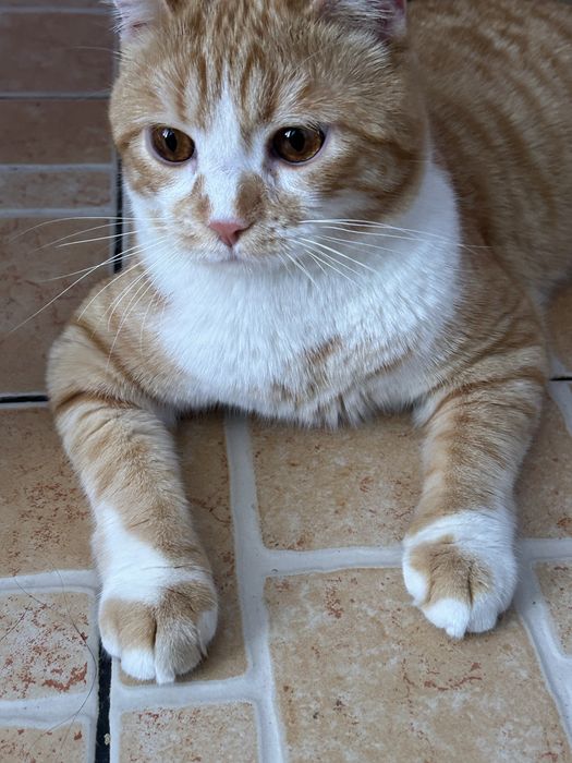 Отдадим кота в добрые руки