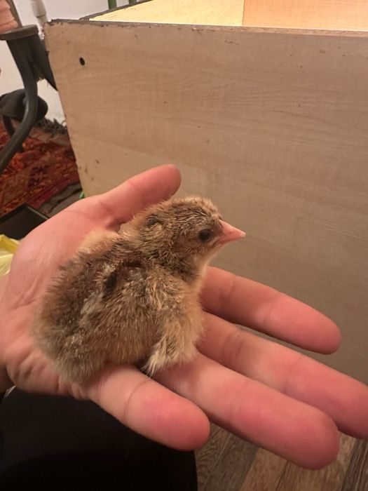 балапандар балапан