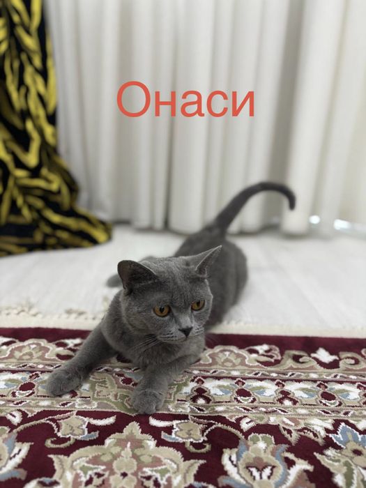 кошки скоттш страйт
