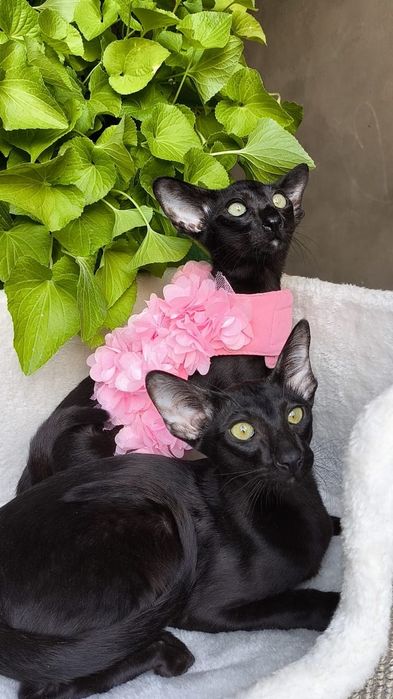 ОРИЕНТАЛЫ . Котята, Питомник