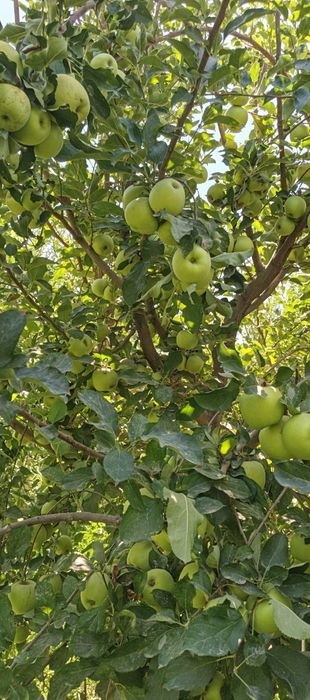 Олма сотилади голдин