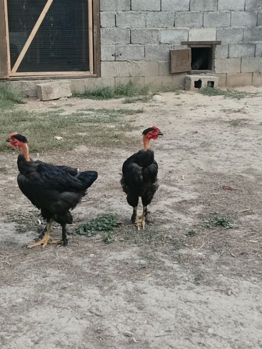 Голошейка петух продам срочно