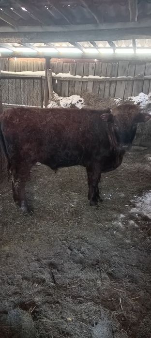 Продам быка подсосный