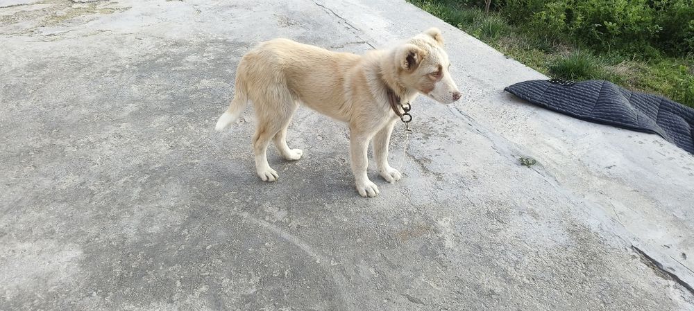 Alabay bollasi zottor