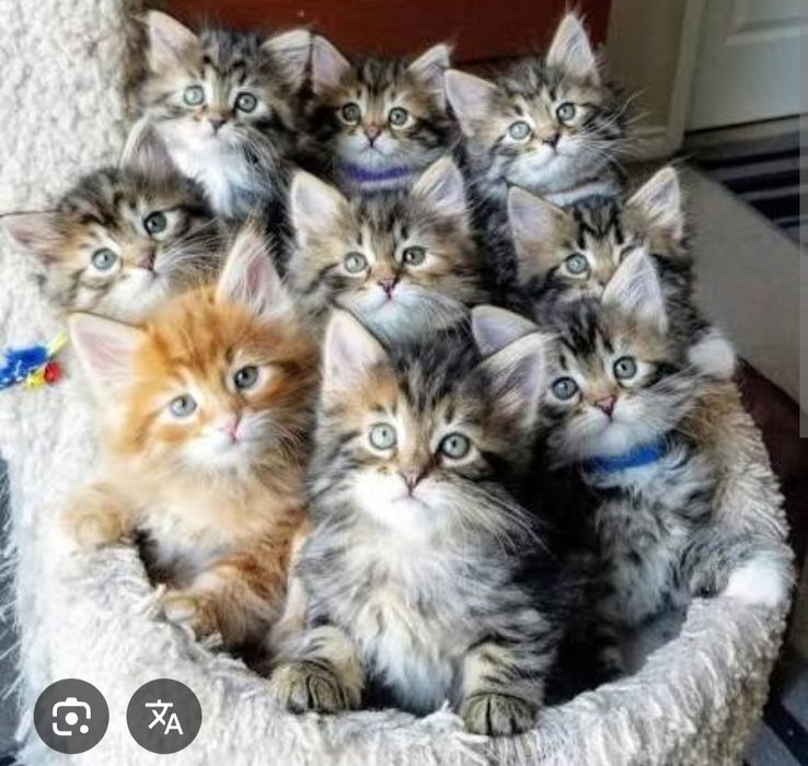 Бесплатно котята разные в хорошие руки