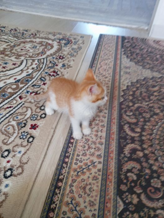 Отдам даром котенка