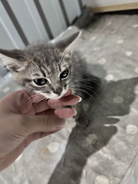 котенок, мальчик, 2 месяца на вид