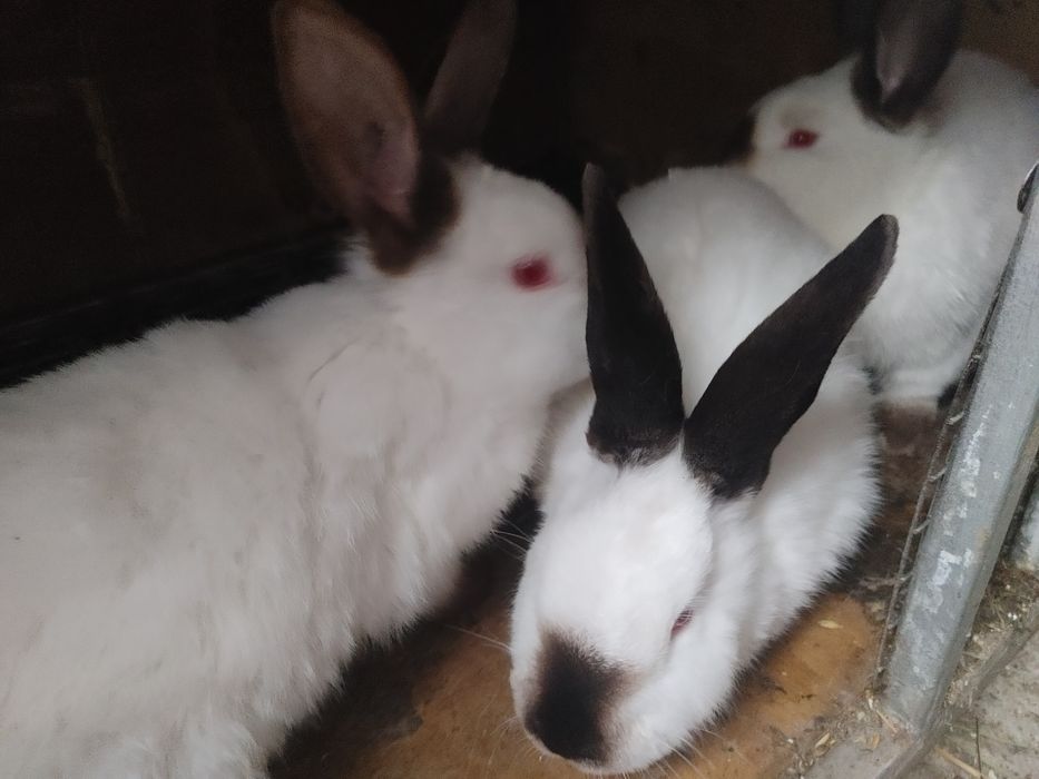 Vind iepuri Californieni diferite virste