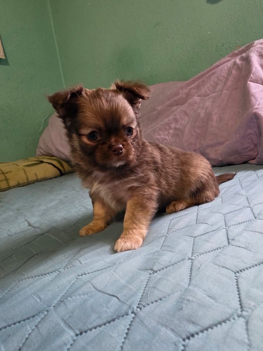 чихуа-хуа момченца