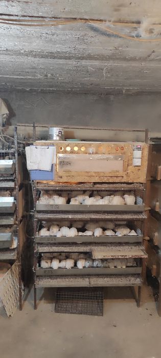 продам перепелов