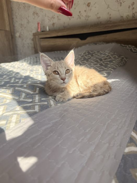 Домашний котенок