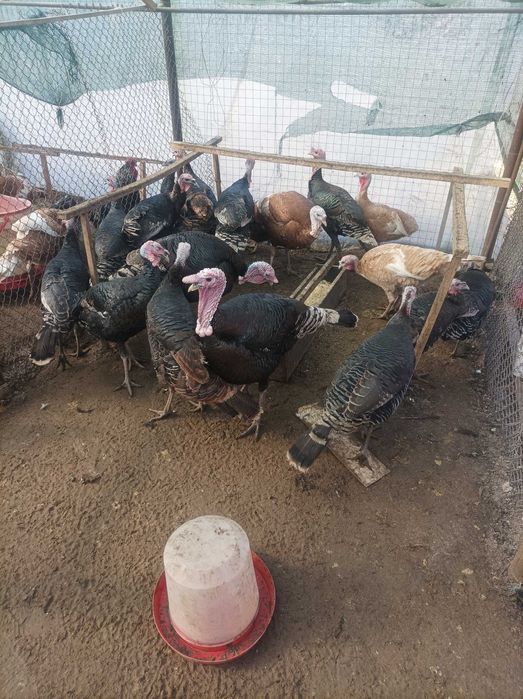 Продавам домашни пуйки.