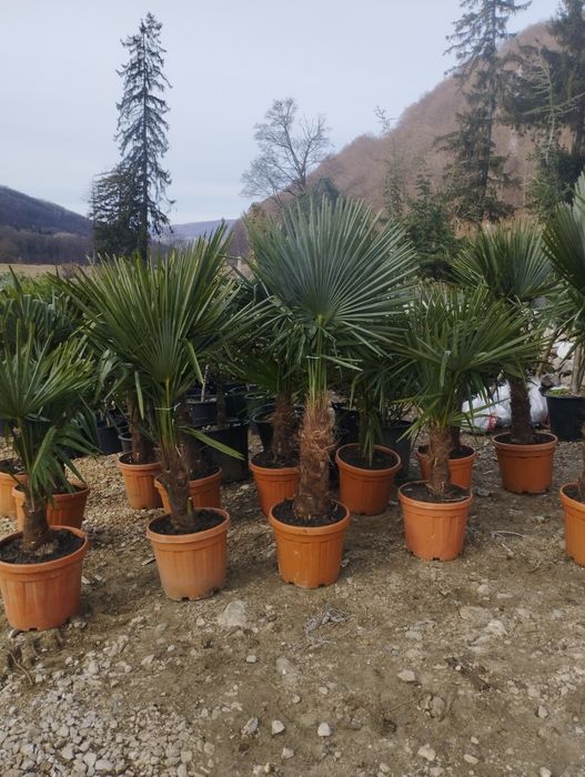 Arțar,stejar roșu,fag european