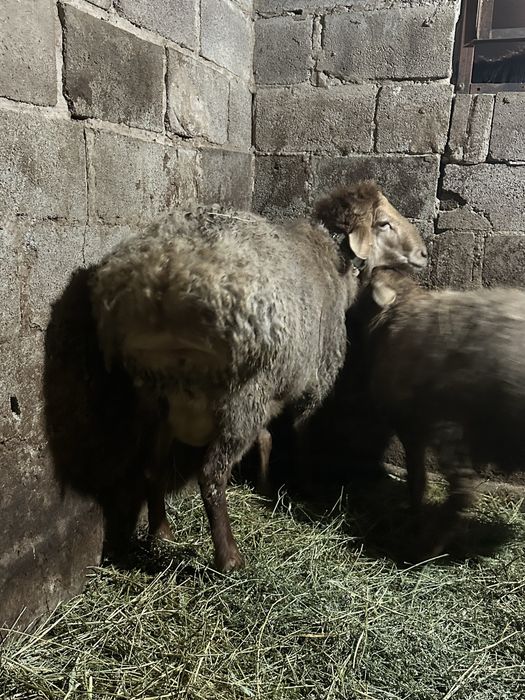 Кошкар Қошқар кучкар