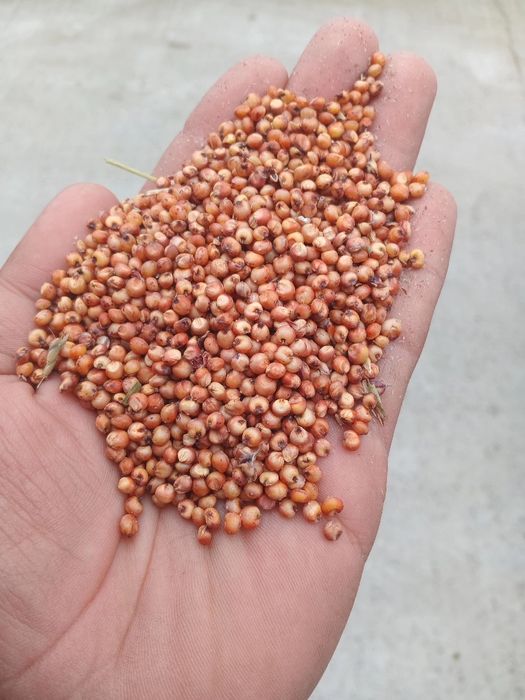 Vand sorg rosu și alb