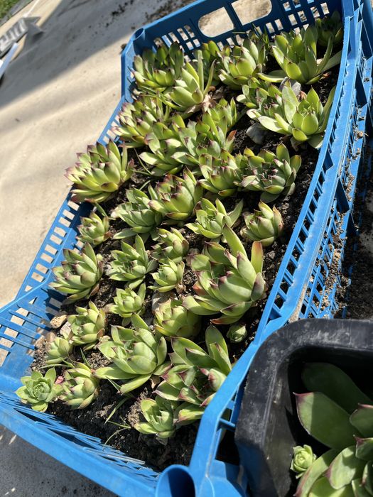 Sempervivum (Suculente)