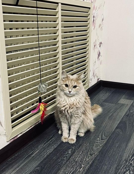 Отдам кошку в добрые руки