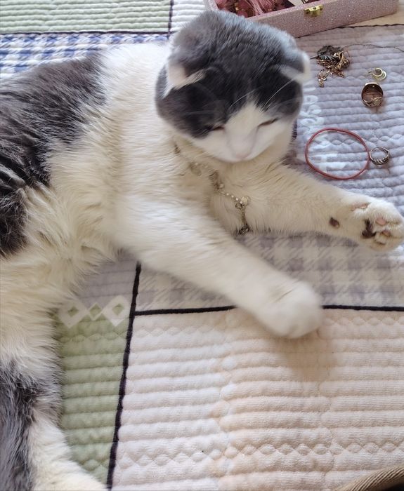 Zotdor mushuk vyazkaga beriladi