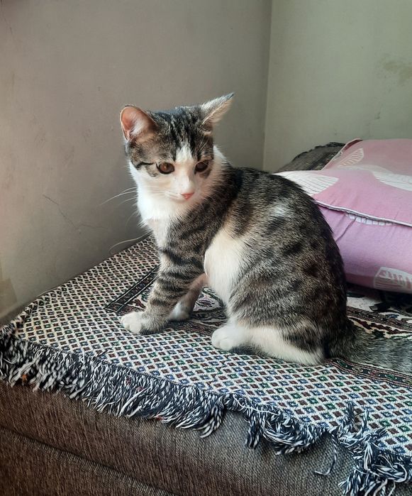 Котенок мальчик в добрую семью