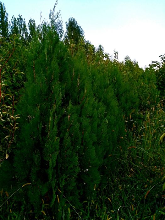 Арчалар хлма хил турдаги.