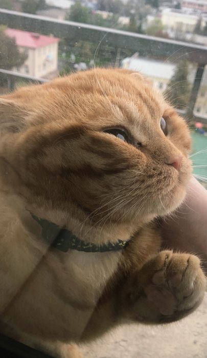 Zor mushu silaga yoqib qoladi skottish fold rassayam oynoqi og’il bola