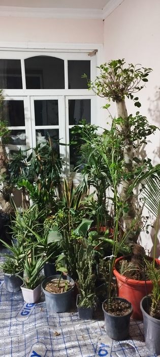 Продаётся комнатную цветы