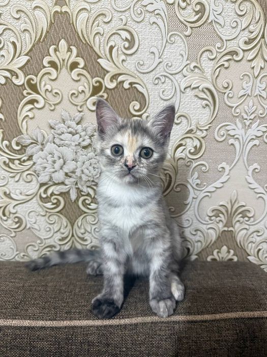 Котята  игривые в добрые руки