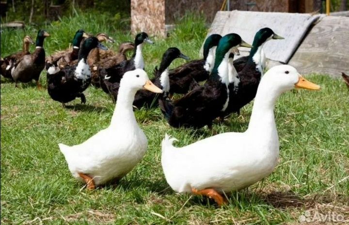 Домашние  утки. Утка