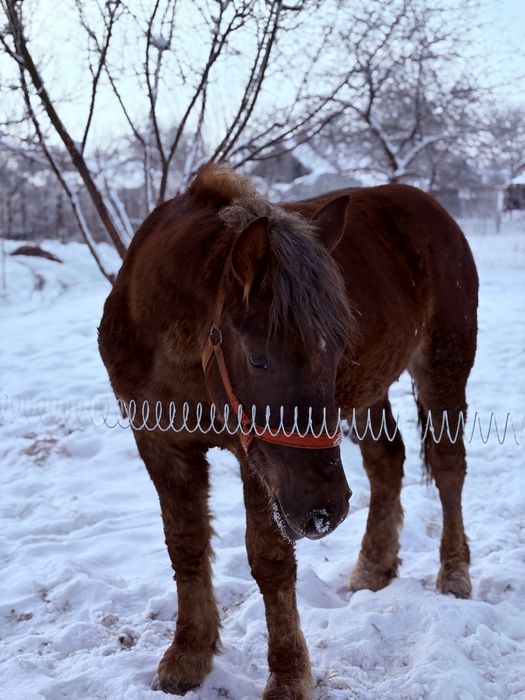 Cal / Manz de vanzare sau schimb cu Vaca/Vitei